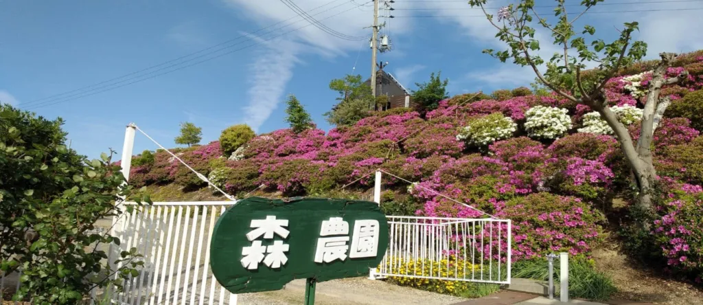 みかん畑と和歌山市の眺め