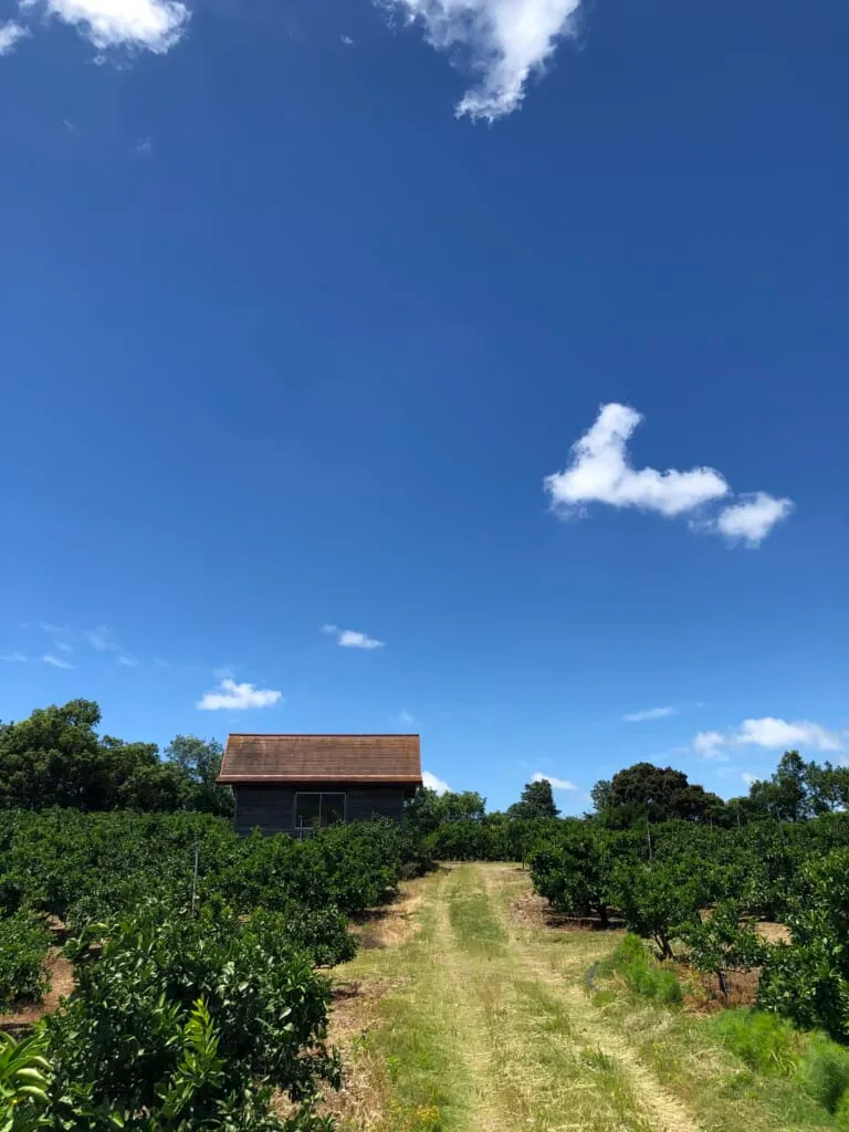 青空とみかん畑の小屋