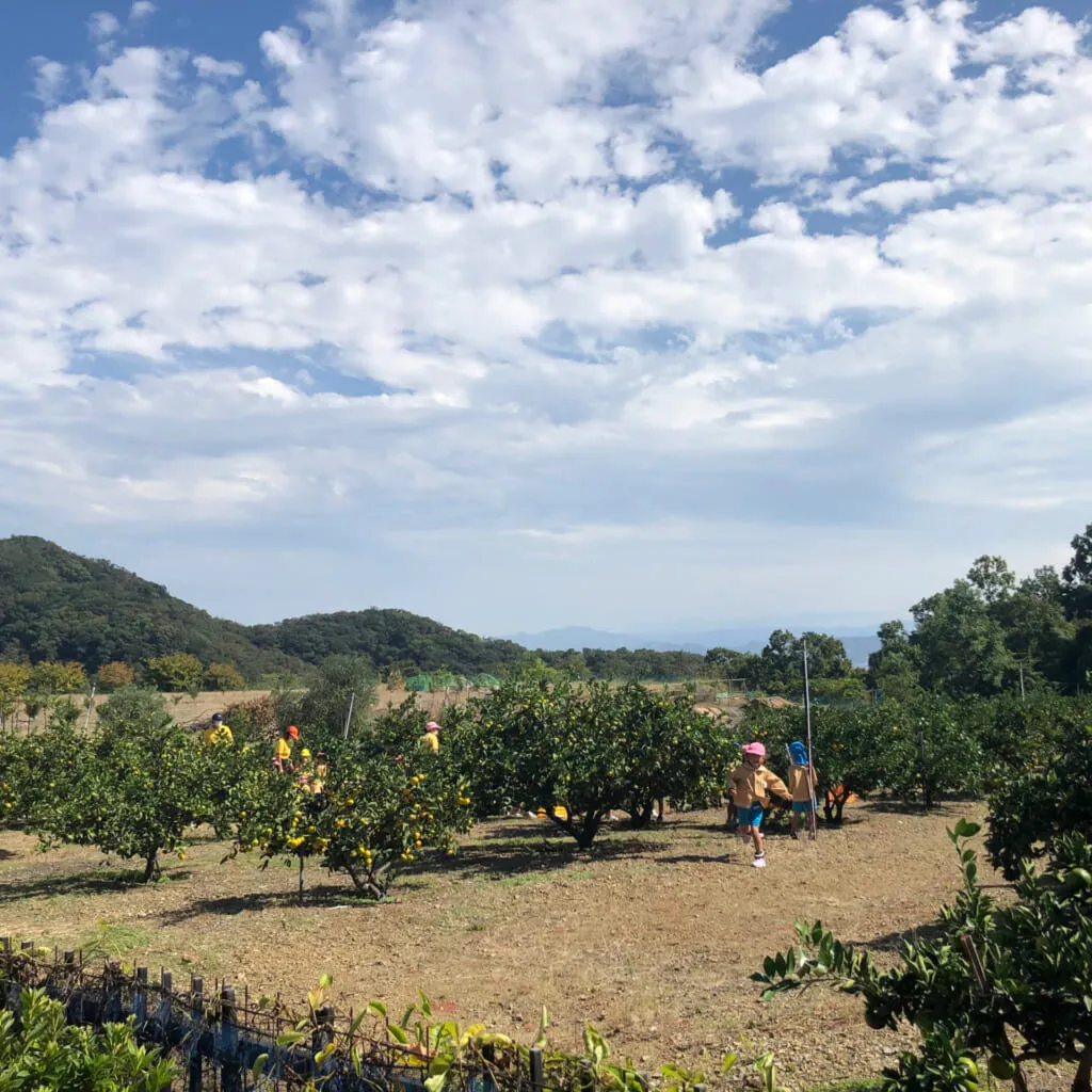 山を望むみかん畑