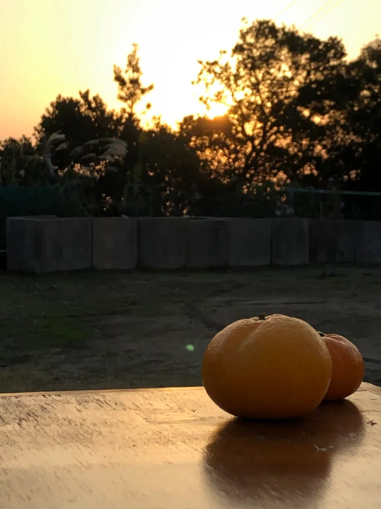 夕日に照らされたみかん