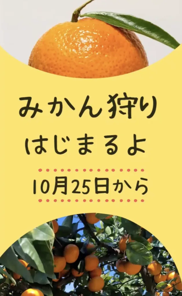 みかん狩りはじまるよ 10月25日から
